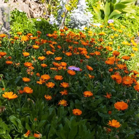 Infinity View * La Matanza De Acentejo